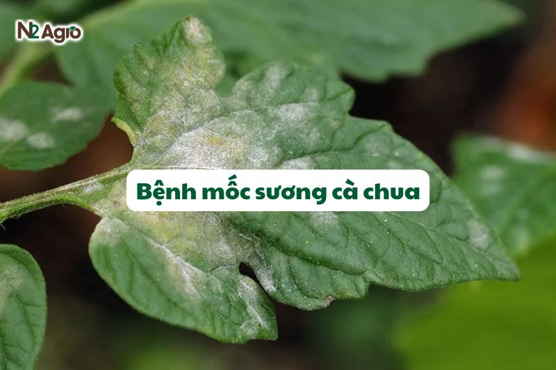 Bệnh mốc sương cà chua
