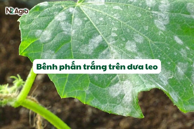 Bệnh phấn trắng trên dưa leo