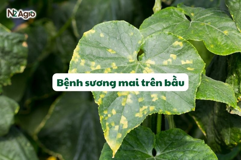 Bệnh sương mai trên bầu