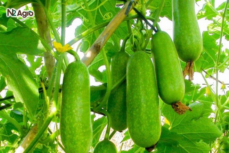 Bệnh sương mai trên bí đao benh suong mai tren bi dao