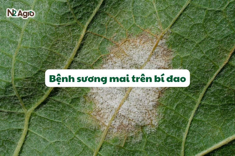 benh suong mai tren bi dao