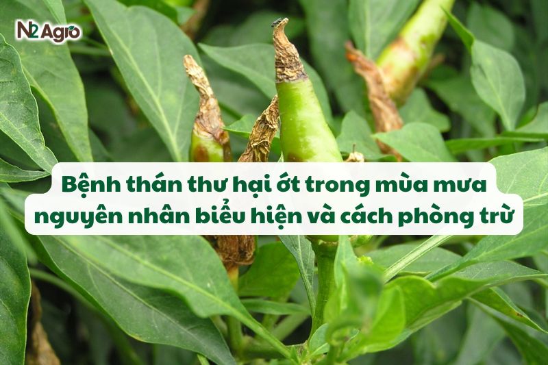 benh than thu hai ot