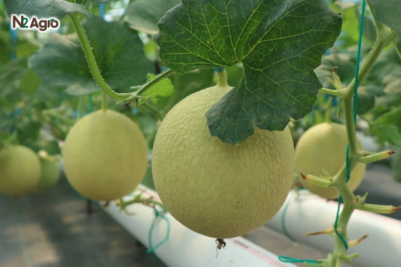 Bệnh thán thư trên dưa lưới benh than thu tren dua luoi