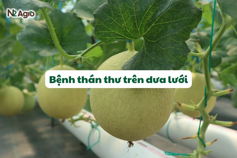 benh than thu tren dua luoi