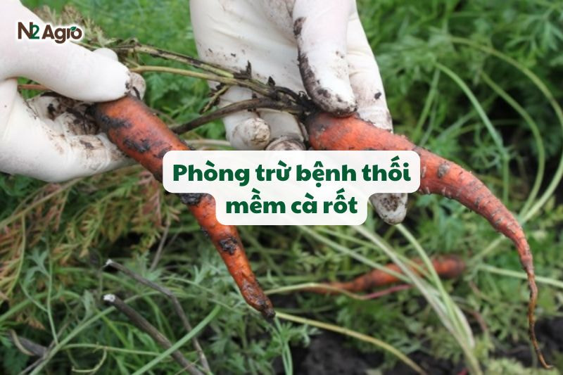 benh thoi mem ca rot