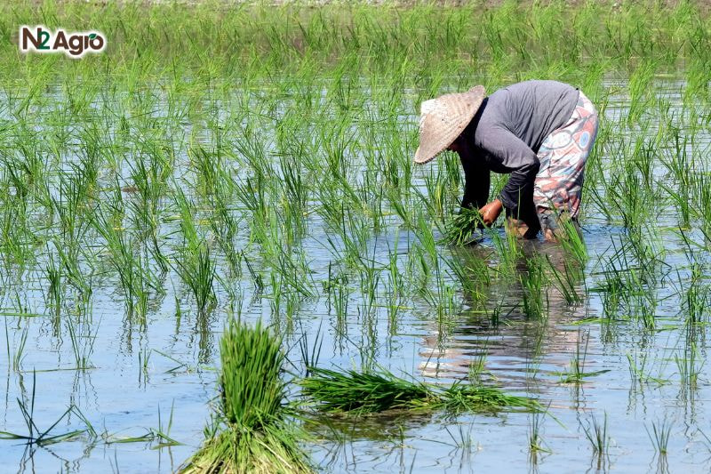 Bệnh thối thân vi khuẩn lúa benh thoi than vi khuan lua