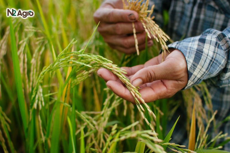 Bệnh thối thân vi khuẩn lúa benh thoi than vi khuan lua