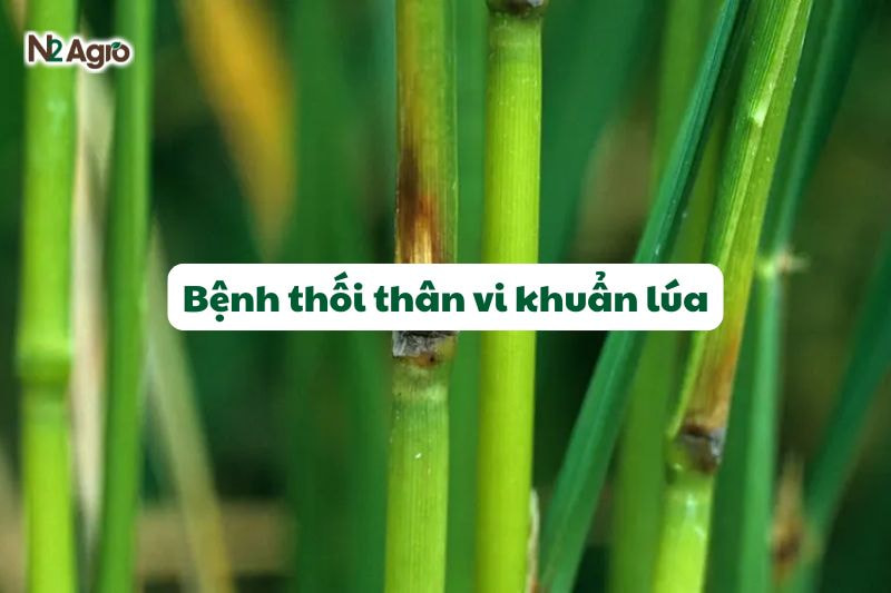benh thoi than vi khuan lua