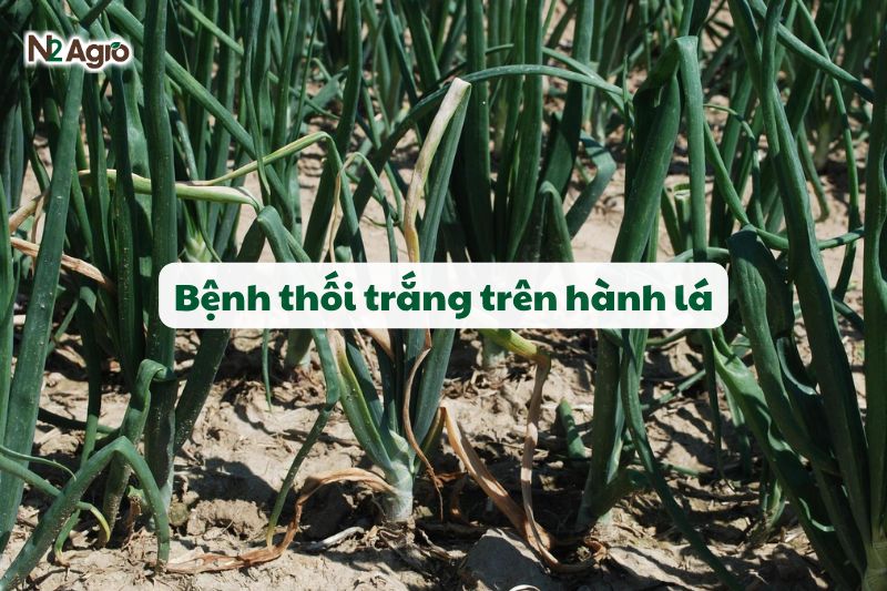 benh thoi trang tren hanh la
