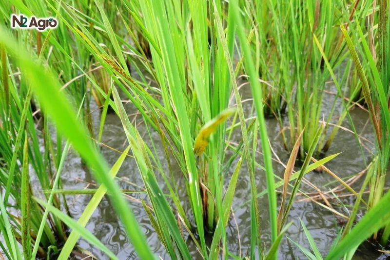 Bệnh tiêm hạch trên lúa