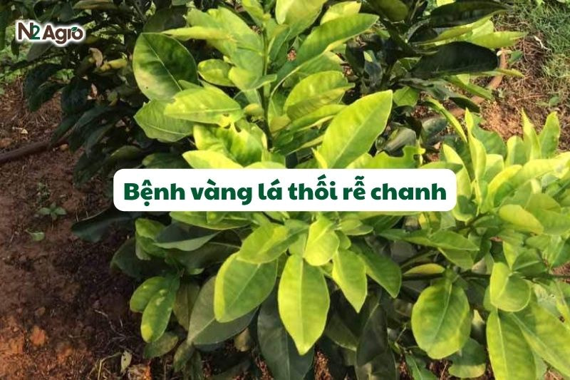 Bệnh vàng lá thối rễ chanh