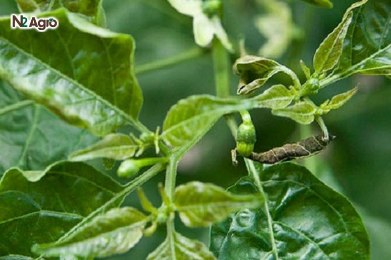 Bệnh xoăn ngọn ớt: Nguyên nhân và biện pháp phòng trị hiệu quả Ngọn cây chùn, xoắn lại, không phát triển, lá teo nhỏ, giòn, dễ gãy khi chạm.