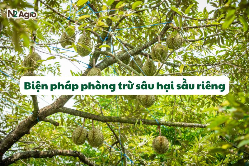 bien phap phong tru sau hai sau rieng