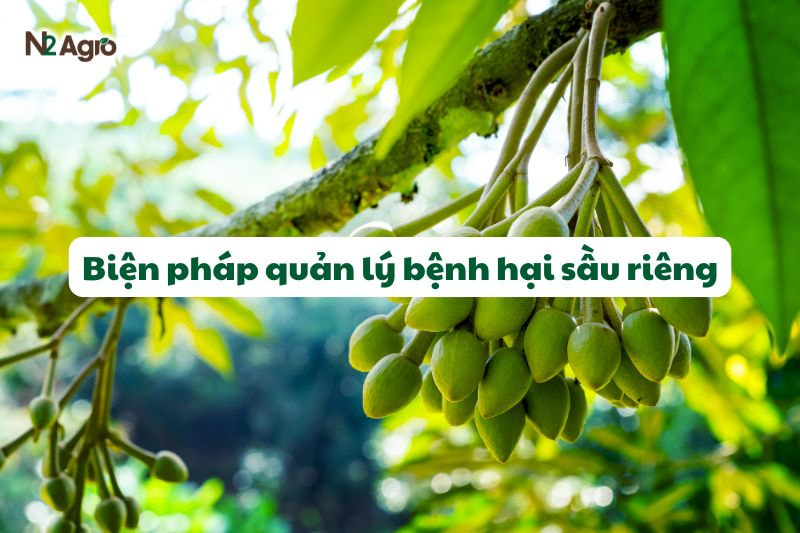 bien phap quan ly benh hai sau rieng
