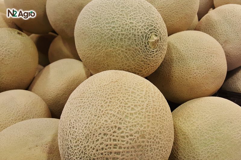 Bọ phấn trắng hại dưa lưới bo phan trang hai dua luoi