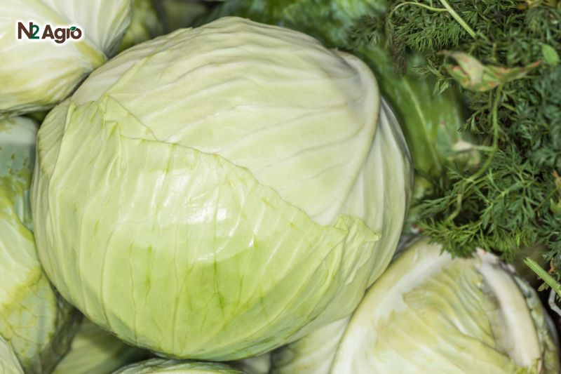 Bọ trĩ hại bắp cải bo tri hai bap cai