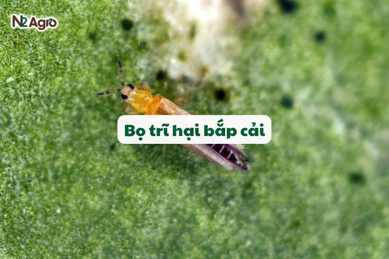 bo tri hai bap cai