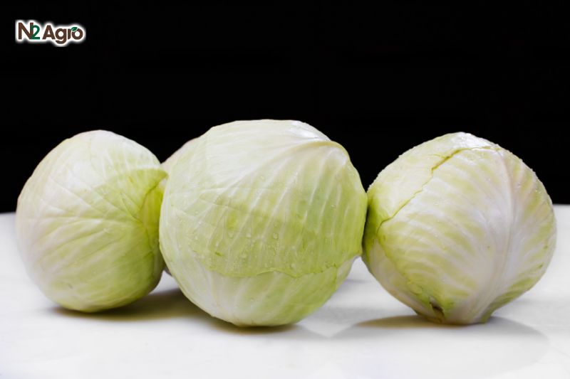 Bọ trĩ hại bắp cải bo tri hai bap cai