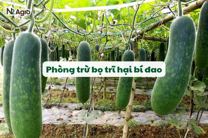 bo tri hai bi dao n2 agro