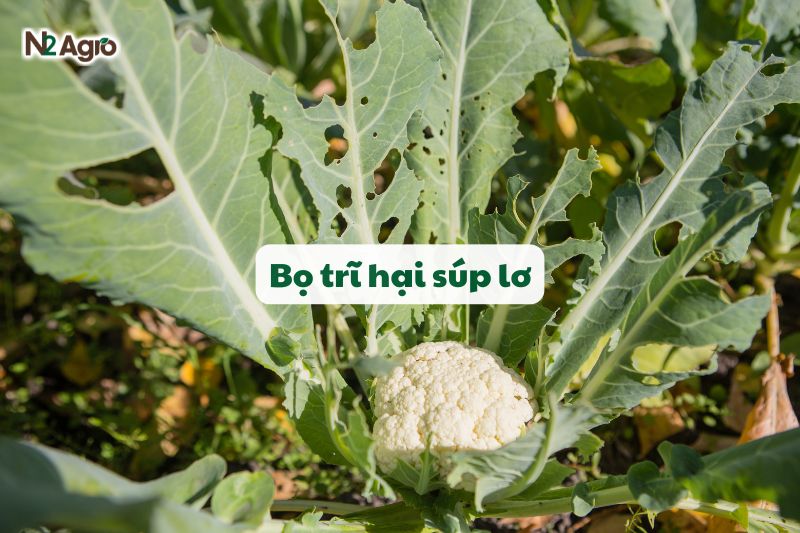 bo tri hai sup lo