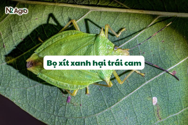 bo xit xanh hai trai cam