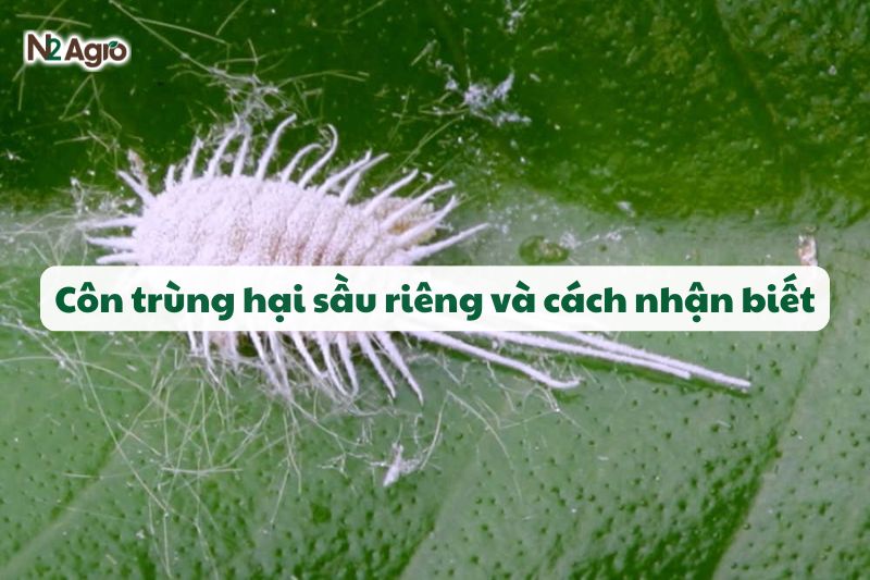 con trung hai sau rieng