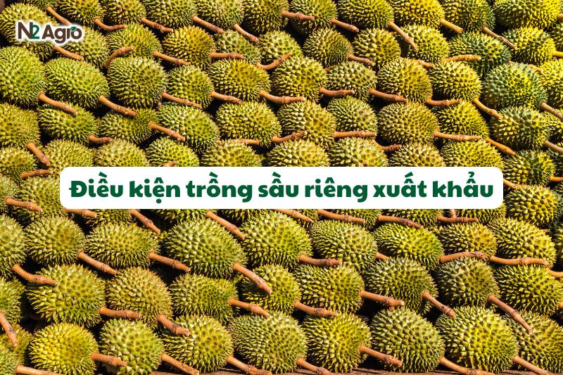 dieu kien trong sau rieng xuat khau