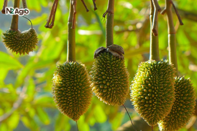 Hiện tượng rụng trái non ở sầu riêng hien tuong rung trai non o sau rieng