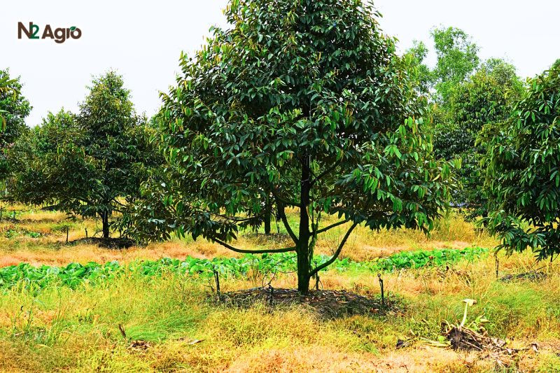 Hiện tượng rụng trái non ở sầu riêng hien tuong rung trai non o sau rieng