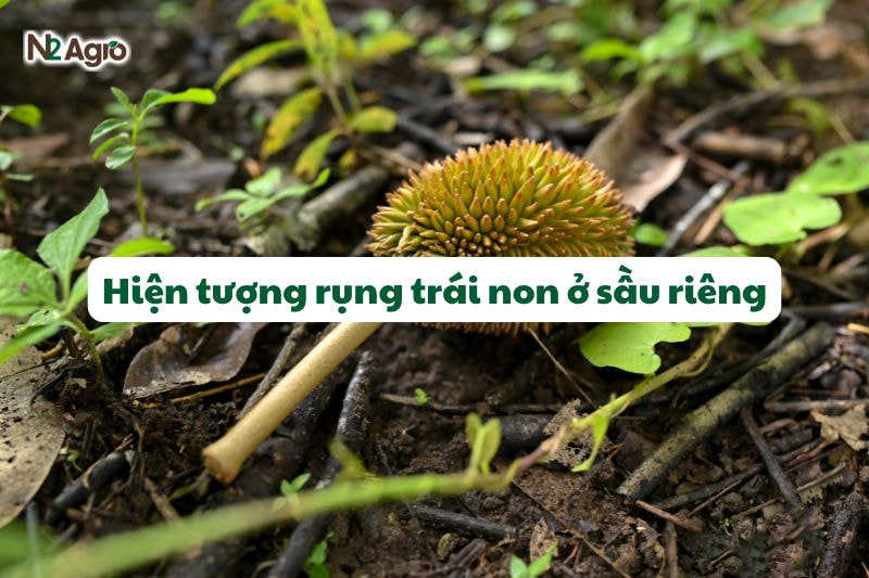 hien tuong rung trai non o sau rieng