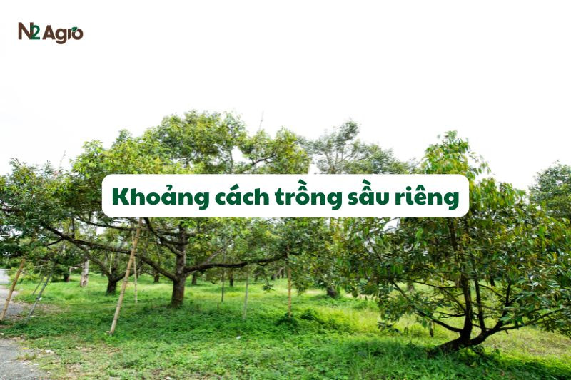Khoảng cách trồng sầu riêng