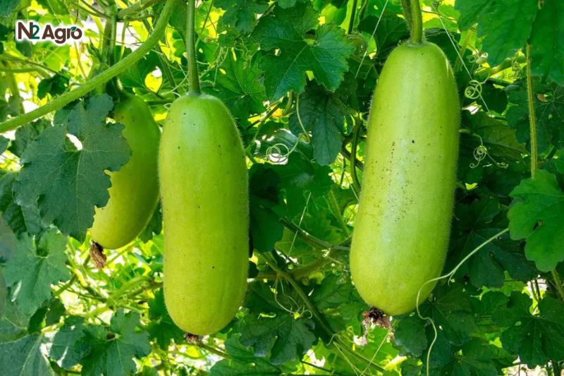 Kỹ thuật trồng bí đao ki thuat trong bi dao
