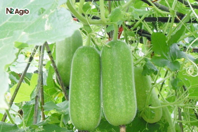 Kỹ thuật trồng bí đao ki thuat trong bi dao