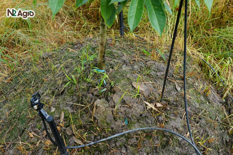 Kích ra rễ sầu riêng đúng kỹ thuật kich ra re sau rieng dung ky thuat
