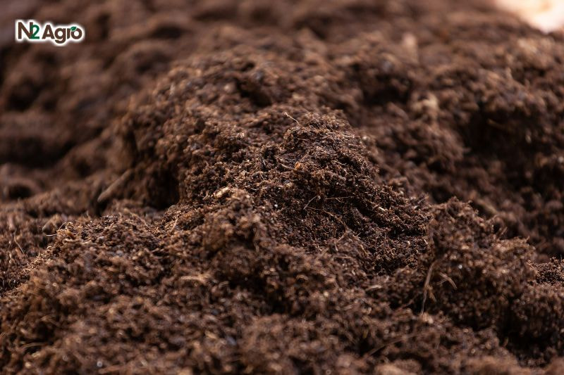 Kích ra rễ sầu riêng đúng kỹ thuật kich ra re sau rieng dung ky thuat