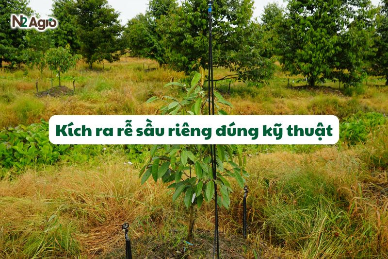 kich ra re sau rieng dung ky thuat