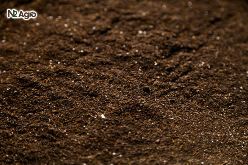 Kỹ thuật cải tạo và xử lý đất trồng cây vú sữa ky thuat cai tao xu ly dat trong cay vu sua (2) N2Agro