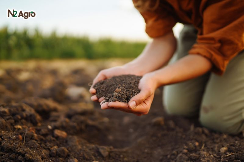 Kỹ thuật cải tạo và xử lý đất trồng cây vú sữa ky thuat cai tao xu ly dat trong cay vu sua (3) N2Agro
