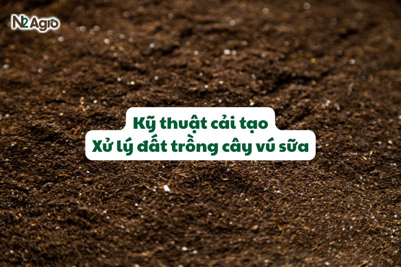ky thuat cai tao xu ly dat trong cay vu sua N2Agro