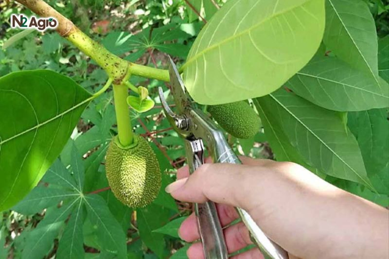 Kỹ thuật chăm sóc cây mít: Bí quyết đạt năng suất cao Tạo tán thông thoáng, đảm bảo ánh sáng và không khí lưu thông
