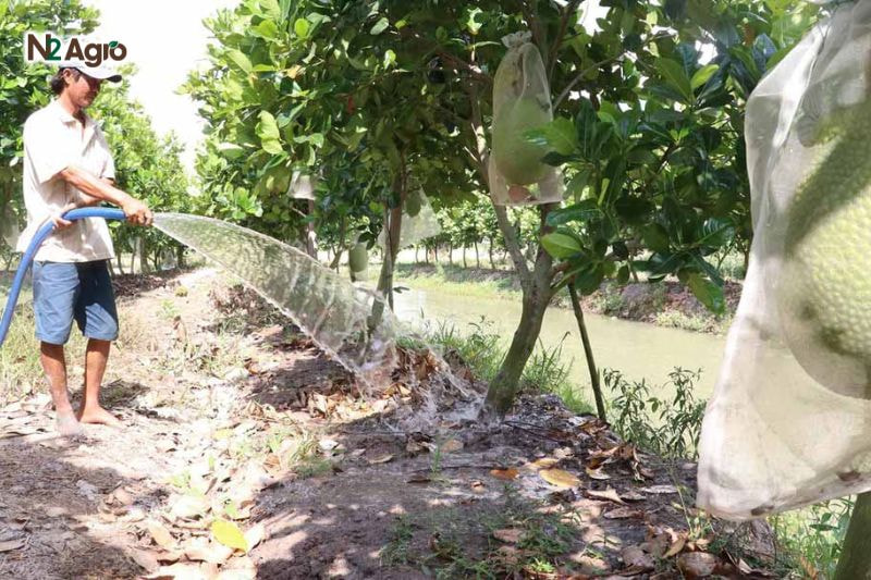 Kỹ thuật chăm sóc cây mít: Bí quyết đạt năng suất cao Tưới nước sau khi bón để phân tan đều, tăng hiệu quả hấp thụ dinh dưỡng.