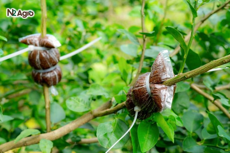 Kỹ thuật chọn giống vú sữa: Hướng dẫn chi tiết cho bà con nông dân Chọn cành bánh tẻ (12-14 tháng tuổi), đường kính 1-2 cm, da hóa gỗ, nằm ngang ở bìa tán.