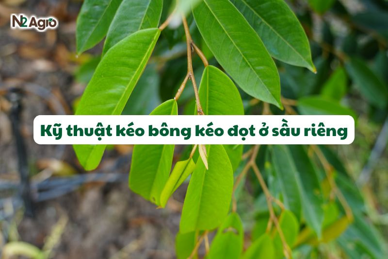ky thuat keo bong keo dot sau rieng