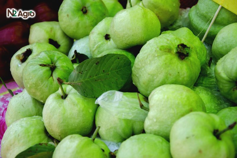 Kỹ thuật nhân giống cây ổi ky thuat nhan giong cay oi