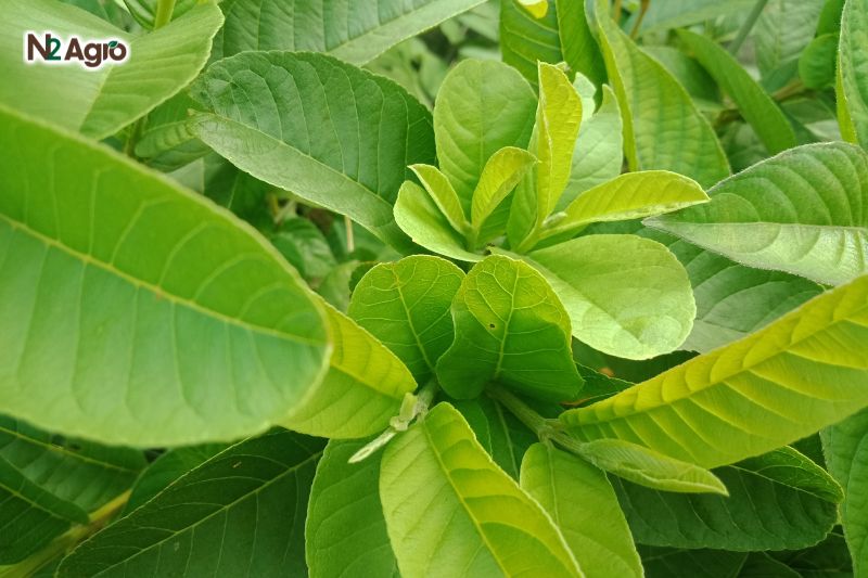 Kỹ thuật nhân giống cây ổi ky thuat nhan giong cay oi
