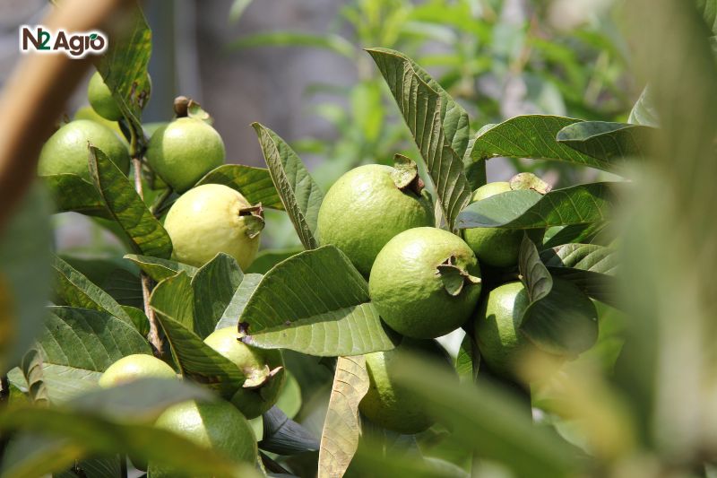 Kỹ thuật nhân giống cây ổi ky thuat nhan giong cay oi