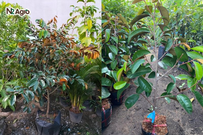 Kỹ thuật nhân giống cây vú sữanh ky thuat nhan giong cay vu sua