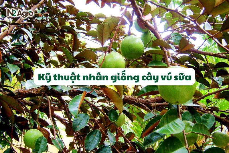ky thuat nhan giong cay vu sua
