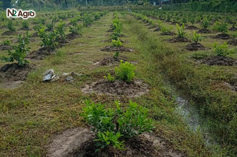 Kỹ thuật trồng chanh: Biện pháp hiệu quả cho vụ mùa Nên kiểm tra đất và tham khảo ý kiến chuyên gia để đảm bảo dinh dưỡng và độ pH phù hợp