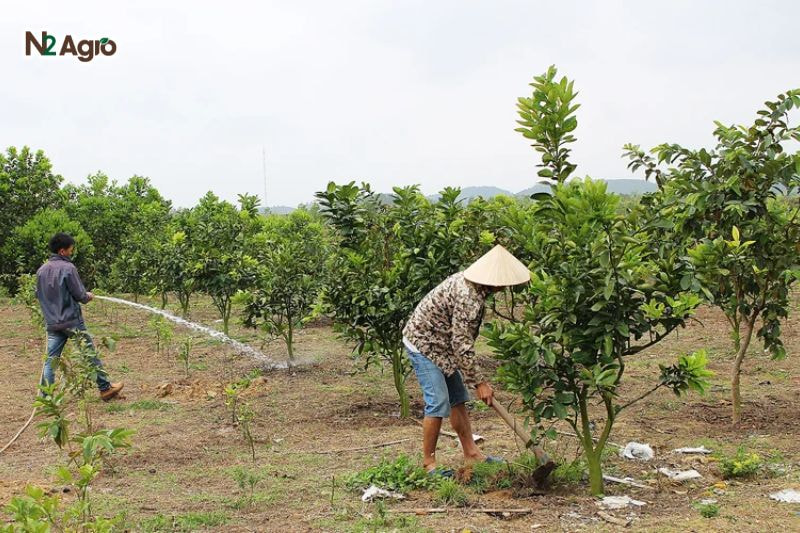 Kỹ thuật trồng chanh: Biện pháp hiệu quả cho vụ mùa Tưới nước đều đặn, giữ độ ẩm đất 60-70%, đặc biệt trong 2-3 tháng đầu sau trồng